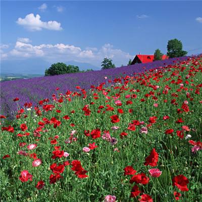 江南足球app下载